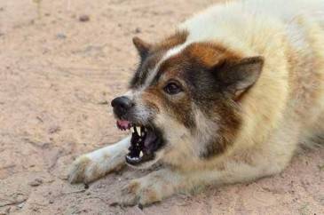 4 Dog Bite Tips