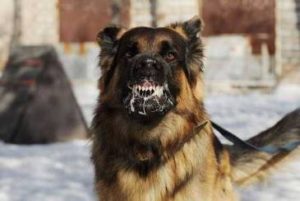 9 Dog Bite Tips