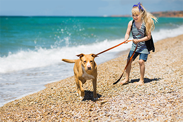 Dog Bite Case Timeline