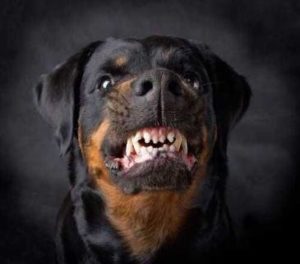 Dog Bite Claim Timeline