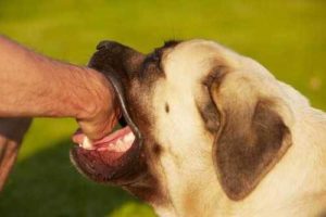 Dog Bite Claim Value