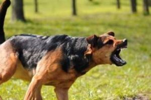 Can you adopt a dog in Mississippi after a previous bite incident?