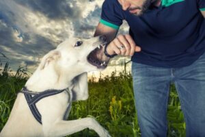 Understanding Negligence in Mississippi Dog Bite Cases