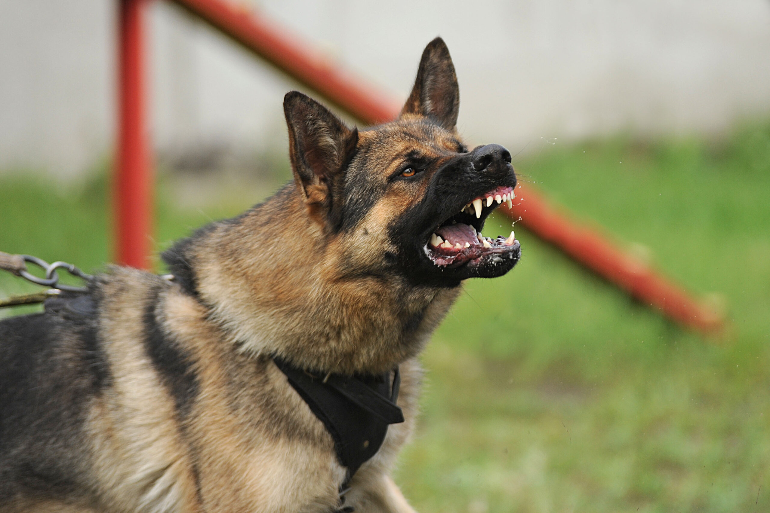 Do You Need an Attorney for a Dog Bite Case in Monroe County, Mississippi?