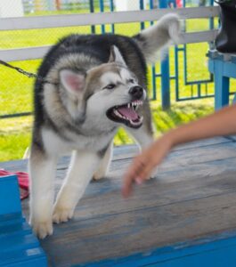 Mississippi's laws on dog bites and animal attacks