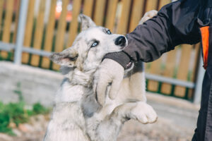 The Physical Injuries Caused by Mississippi Dog Bites: From Scratches to Disfigurement